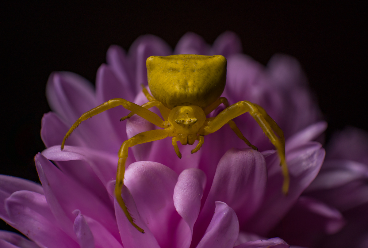 Yellow crab spider on purple flower, macro