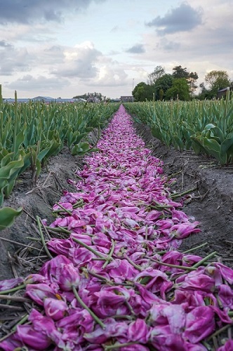 Tulip field on a floor aftr cutting the flowers