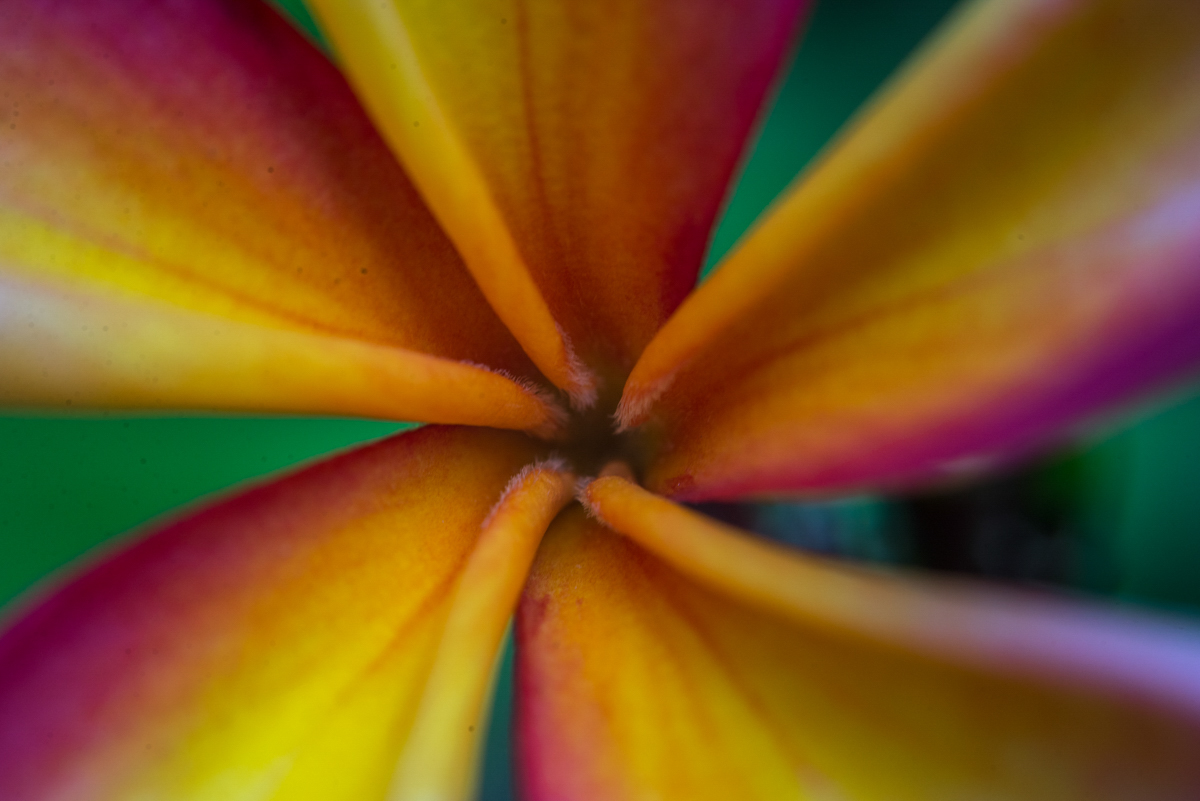 Macro plumeria flower