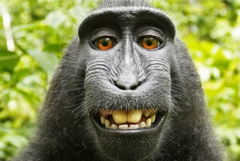 Macaque Selfie 2