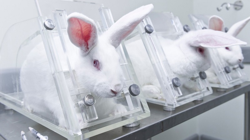 rabbit-testing