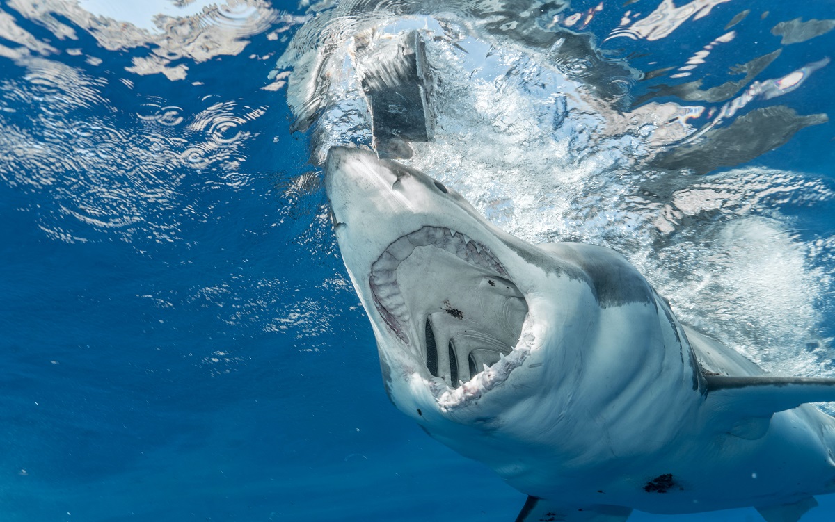 Shark bouche ouverte